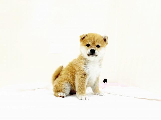豆柴犬
