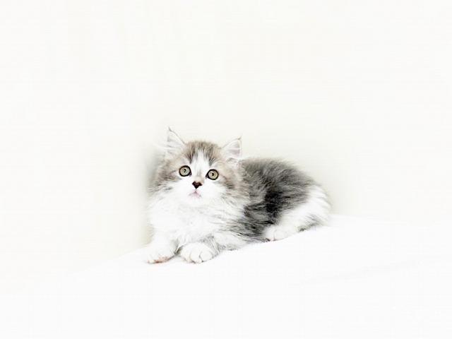 スコティッシュフォールド