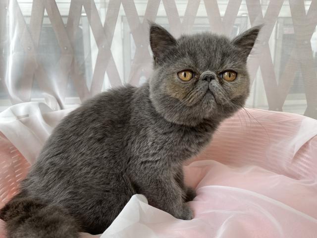 エキゾチックショートヘアー