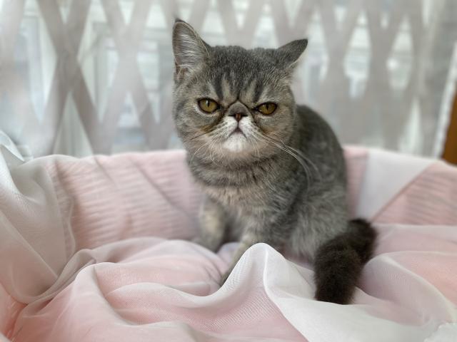 エキゾチックショートヘアー