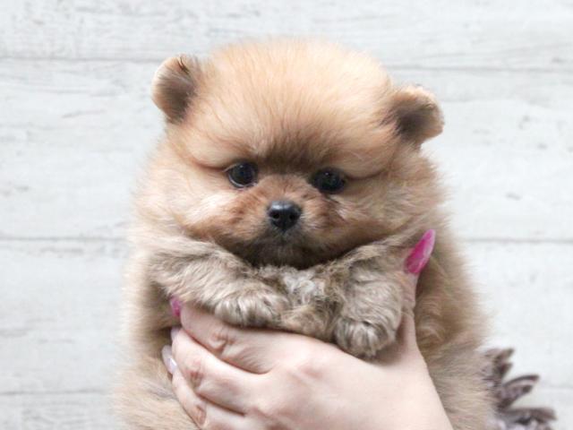 ポメラニアン