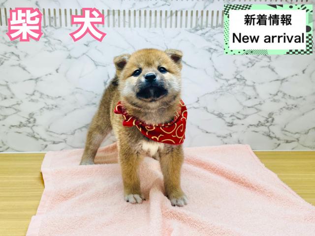 柴犬