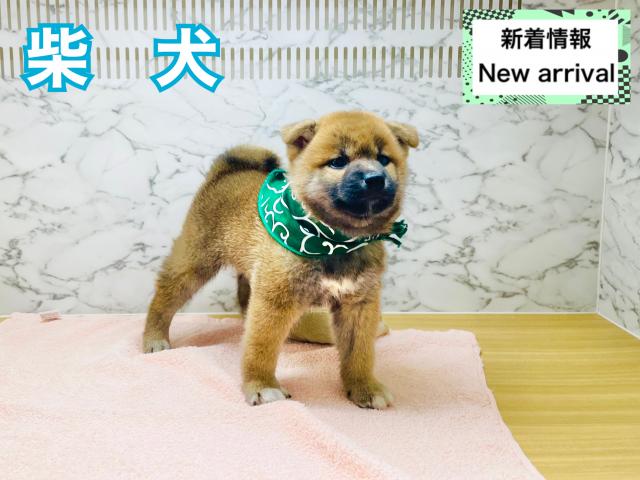 柴犬