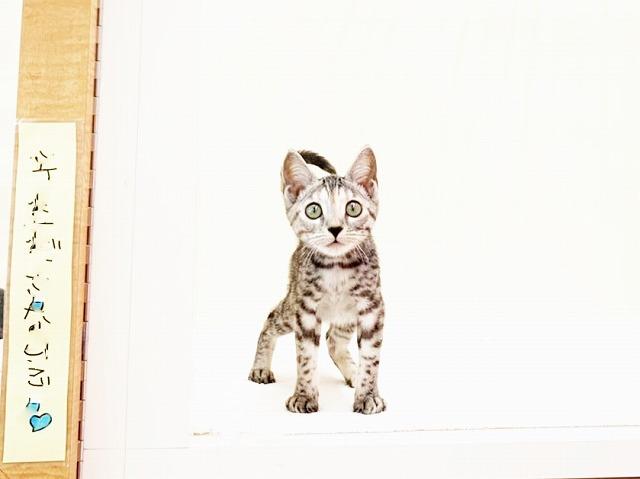 ベンガル