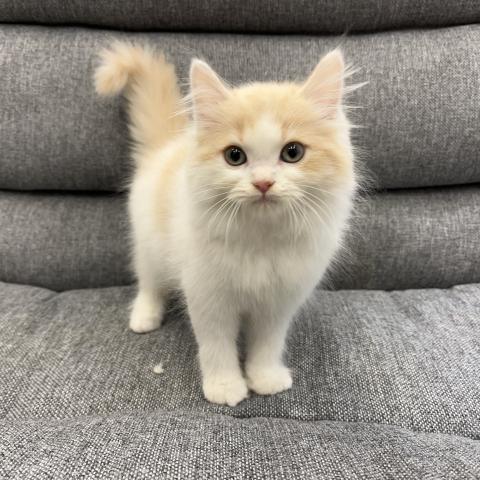 スコティッシュフォールド