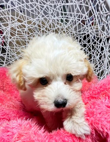 MIXぬいぐるみみたいにモフモフMIXくん🌻大阪府泉大津市