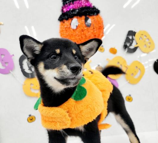 柴犬