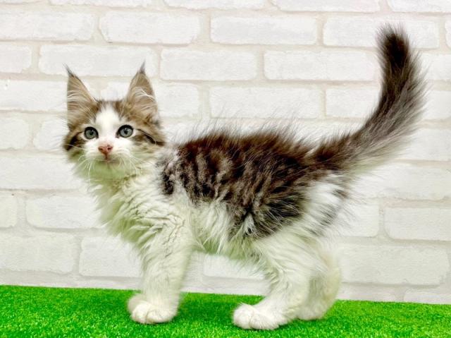 かねだい立川店 東京都 子犬や子猫たちのペット販売情報が満載 ペットステーション かねだい立川店 東京都 子犬や子猫たちのペット販売情報が満載 ペットステーション