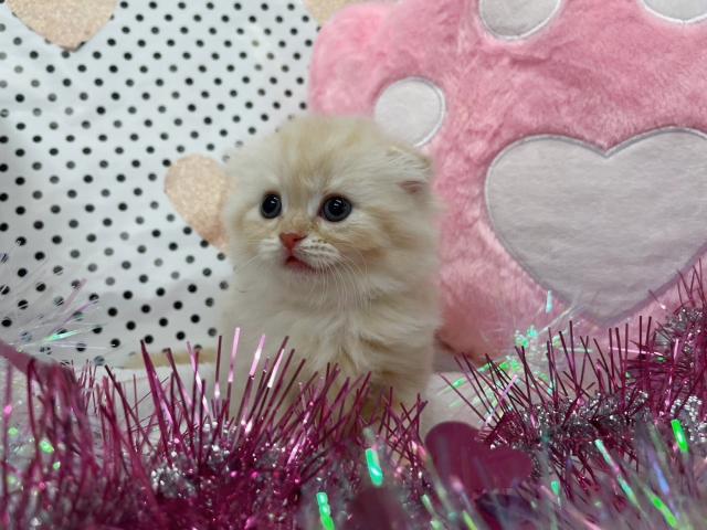 スコティッシュフォールド