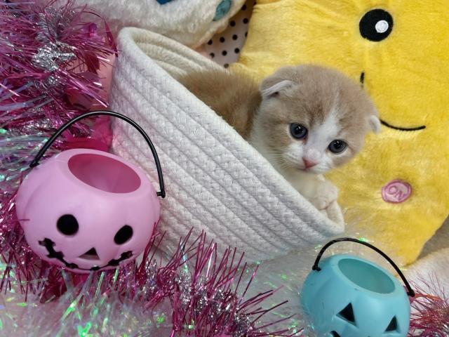 スコティッシュフォールド