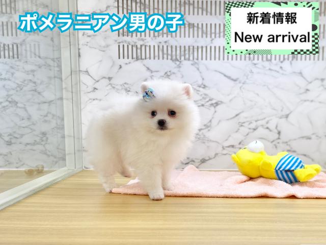 ポメラニアン
