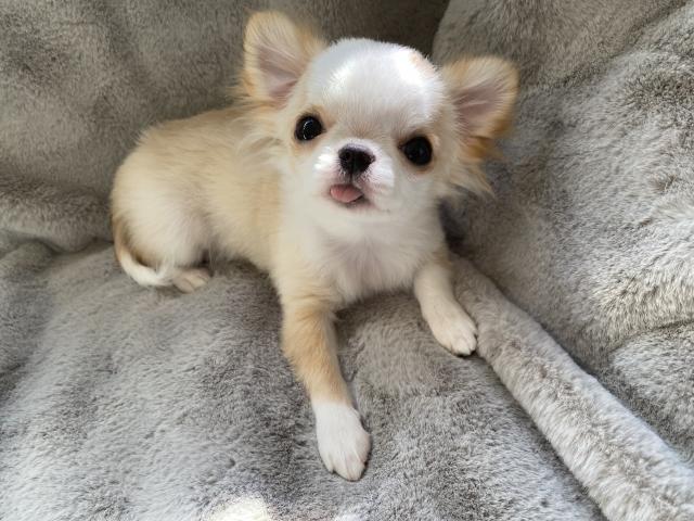 チワワ(ロングコート)