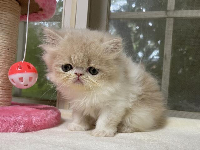 エキゾチックショートヘアー