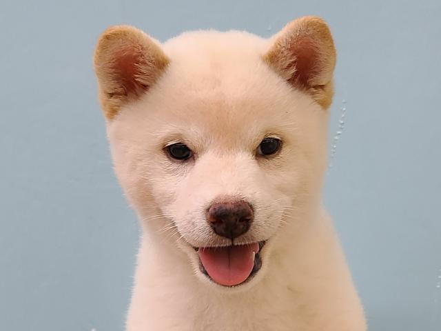 柴犬