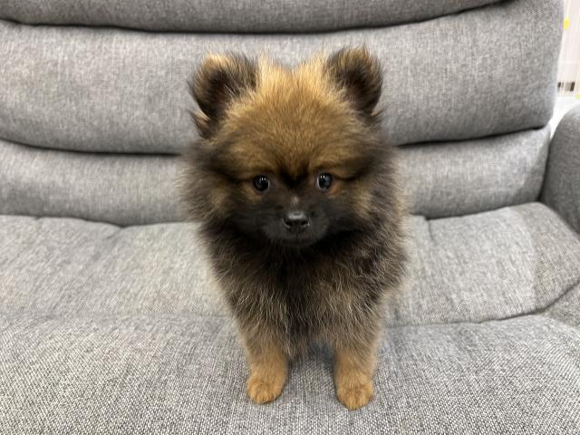 ポメラニアン