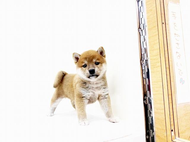 豆柴犬