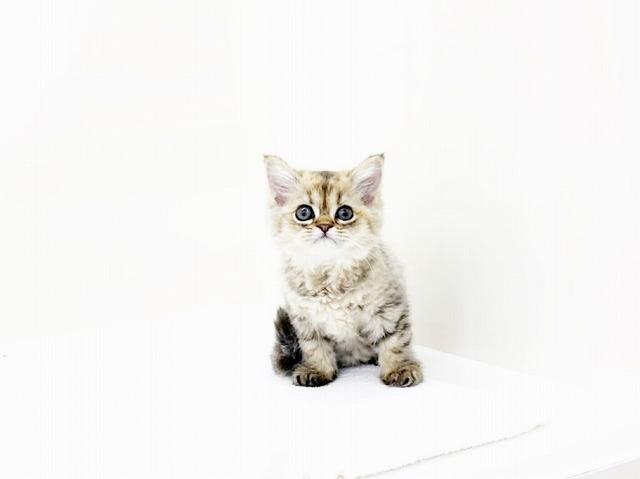 ラガマフィン