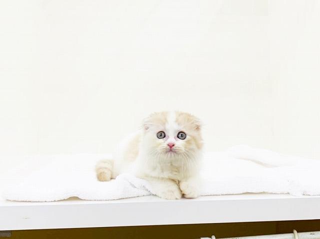 マンチカン