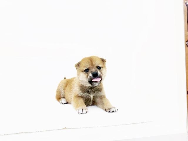 豆柴犬