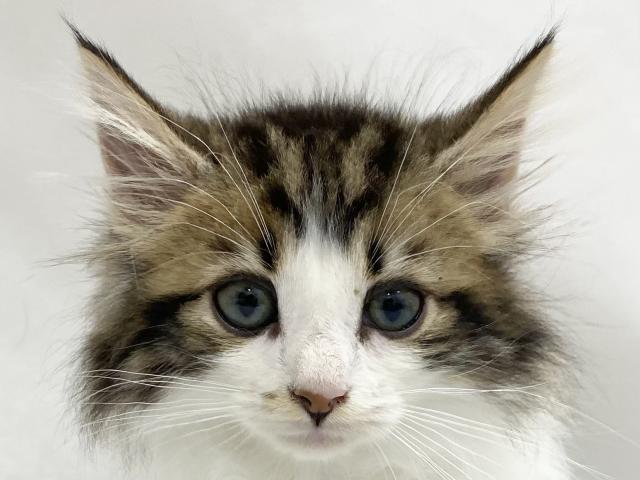 ノルウェージャンフォレストキャット