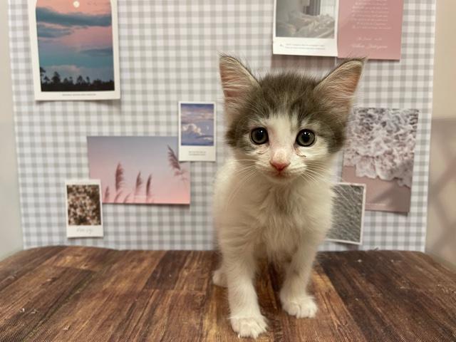 ノルウェージャンフォレストキャット