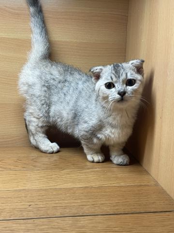 猫カフェ ねこじゃらし 愛知県 子犬や子猫たちのペット販売情報が満載 ペットステーション