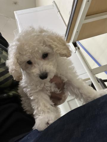 トイプードル