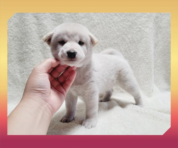 柴犬