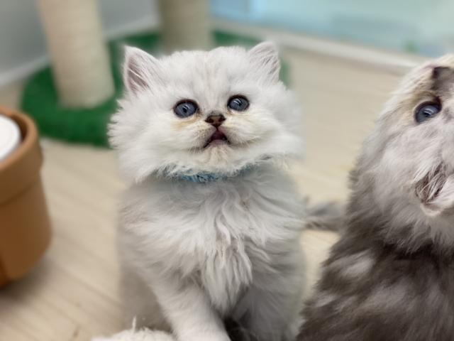 ペルシャ・ヒマラヤン