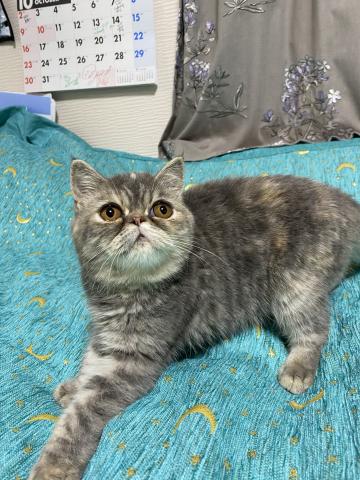 エキゾチックショートヘアー