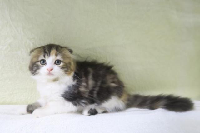 かねだい海老名店 神奈川県 子犬や子猫たちのペット販売情報が満載 ペットステーション