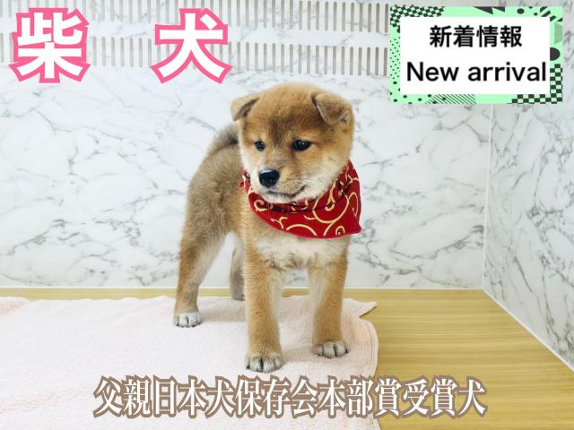 柴犬