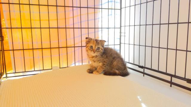 スコティッシュフォールド【77500円　全部込み総額です】