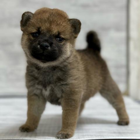 柴犬