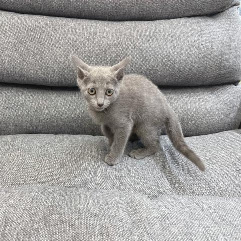 ロシアンブルー