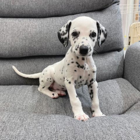 ダルメシアン