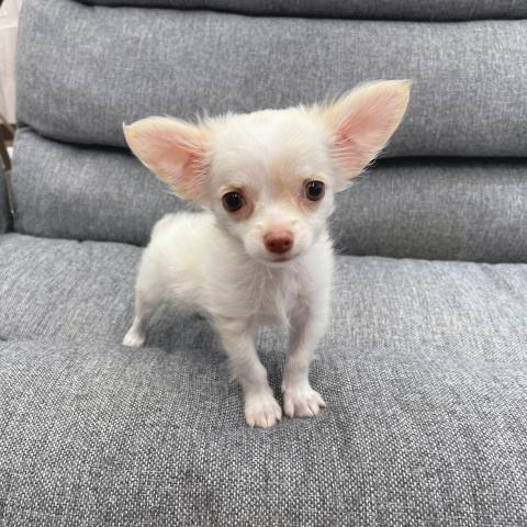 チワワ（ロングコート）