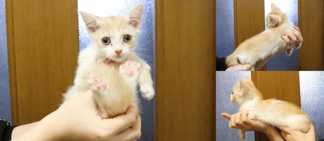 マンチカン短足