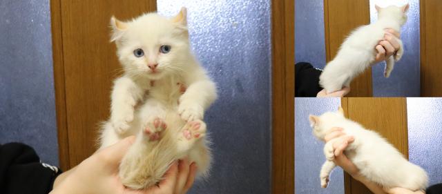 アメリカンカール