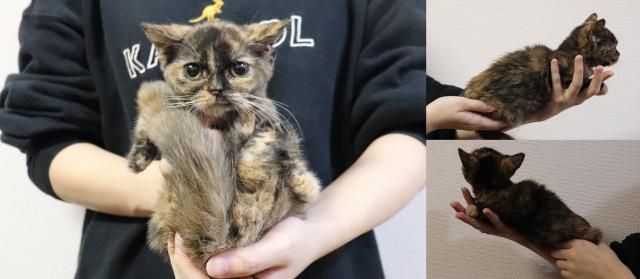 マンチカン短足