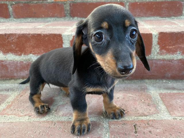 カニンヘンダックスフンド