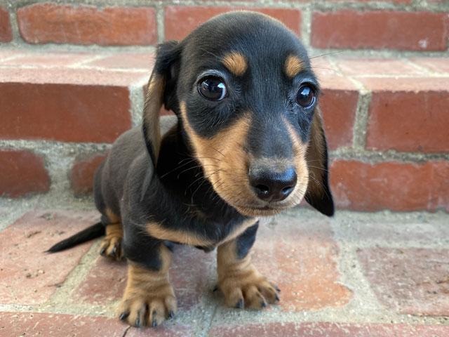 カニンヘンダックスフンド