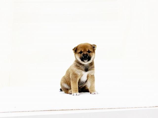 柴犬