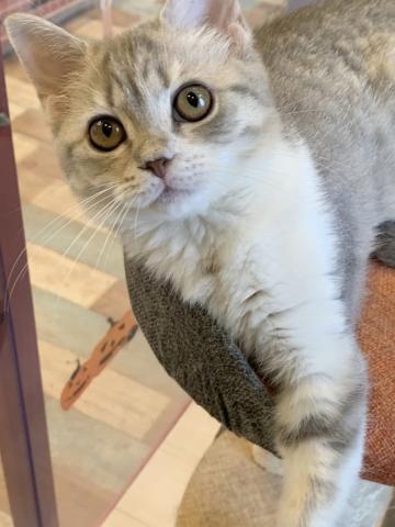 ミヌエット(旧ナポレオン)