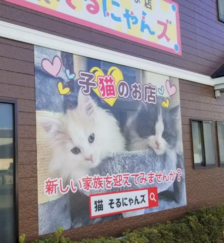 子猫のお店　そるにゃんズ