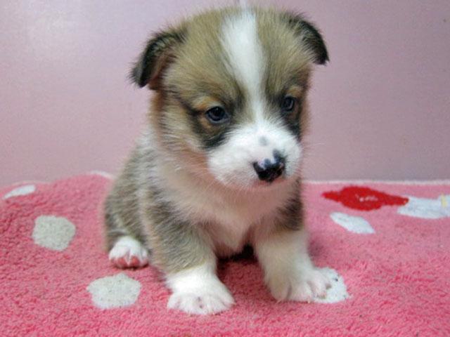 ウェルシュコーギーペンブローク