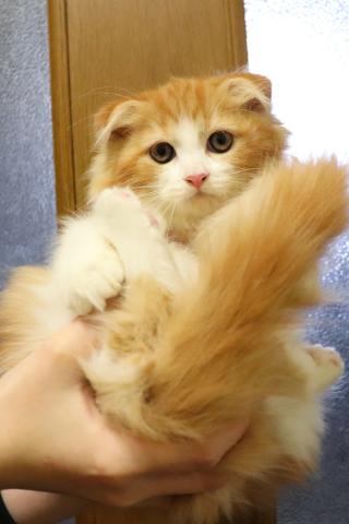 スコティッシュフォールド折れ耳