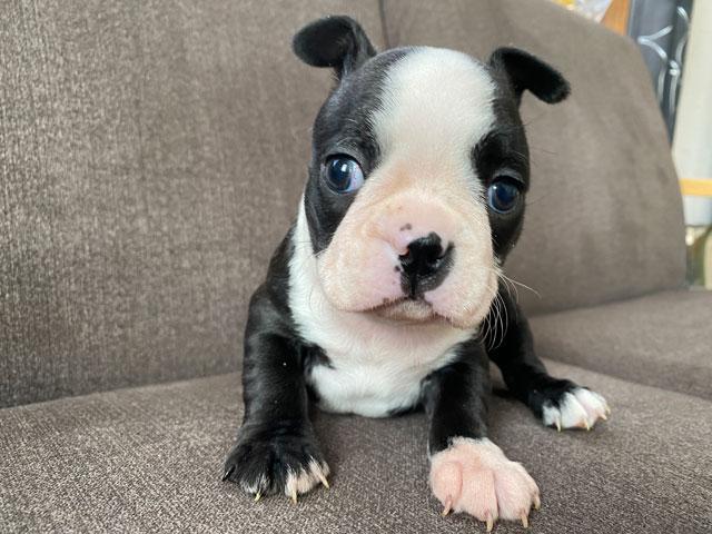 ボストンテリア