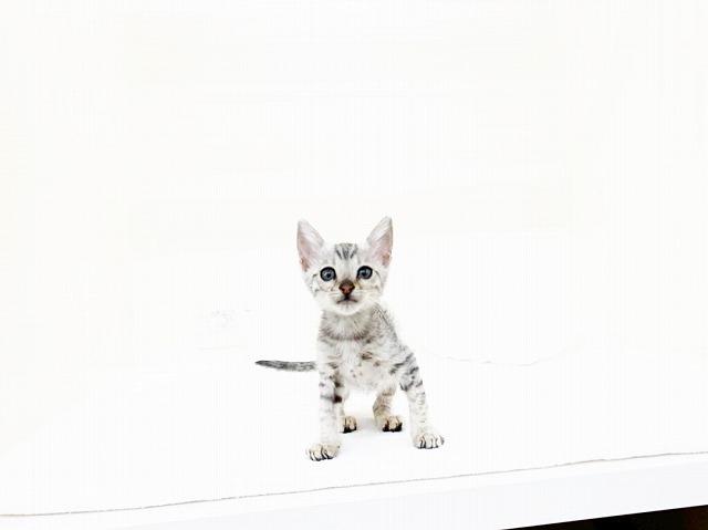 ベンガル