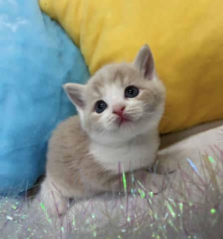 スコティッシュフォールド